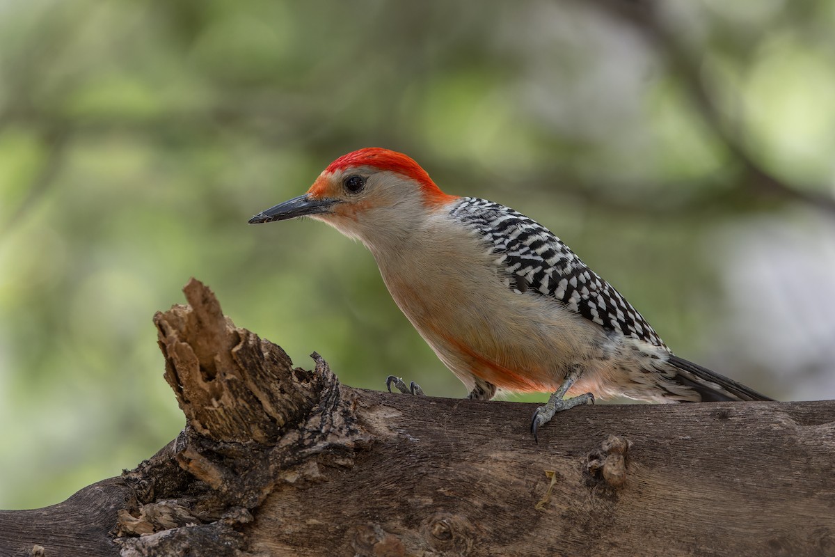 Red-bellied Woodpecker - Odysseas Froilán Papageorgiou