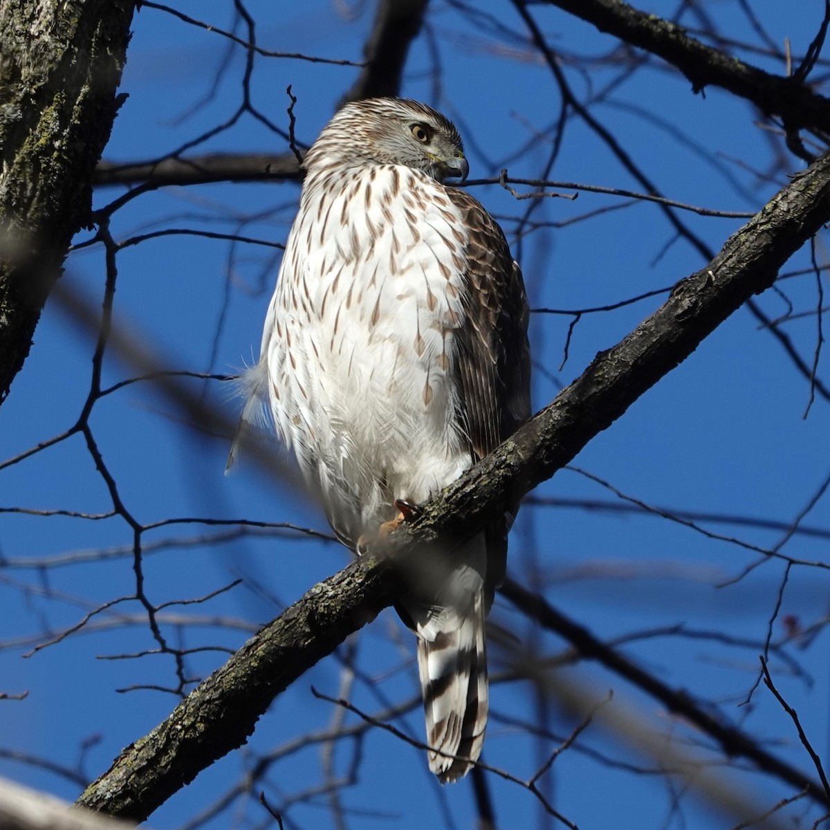 Cooper's Hawk - ML616119767