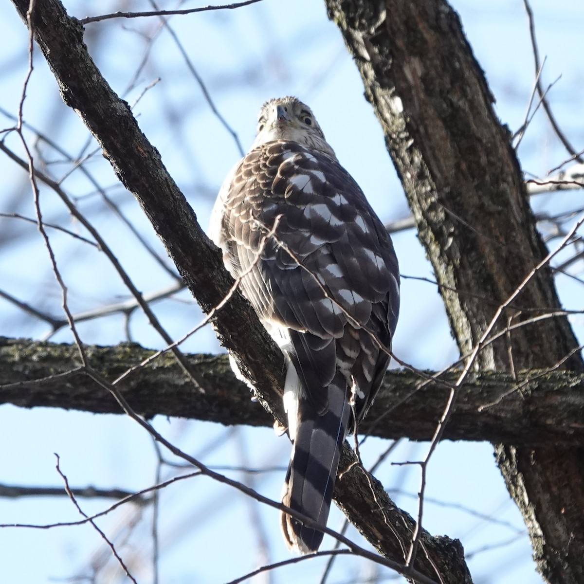 Cooper's Hawk - ML616119768