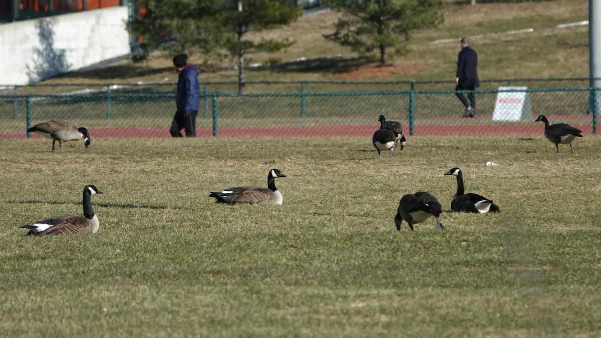 Canada Goose - ML616119771