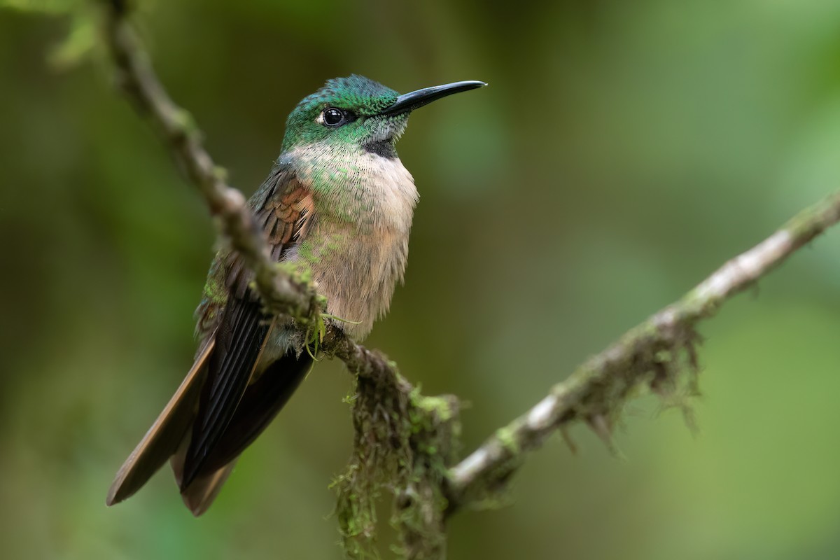 Fawn-breasted Brilliant - Chris Venetz | Ornis Birding Expeditions