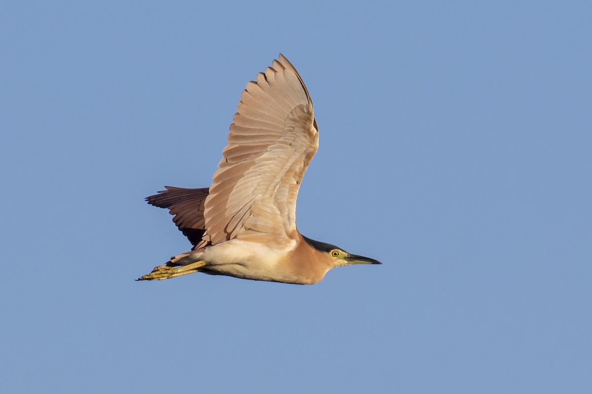 Nankeen Night Heron - ML616119818