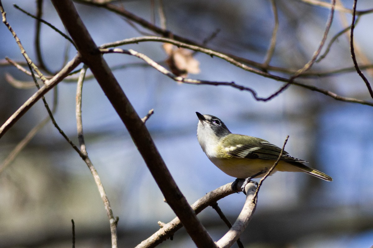 Mavi Başlı Vireo - ML616119819