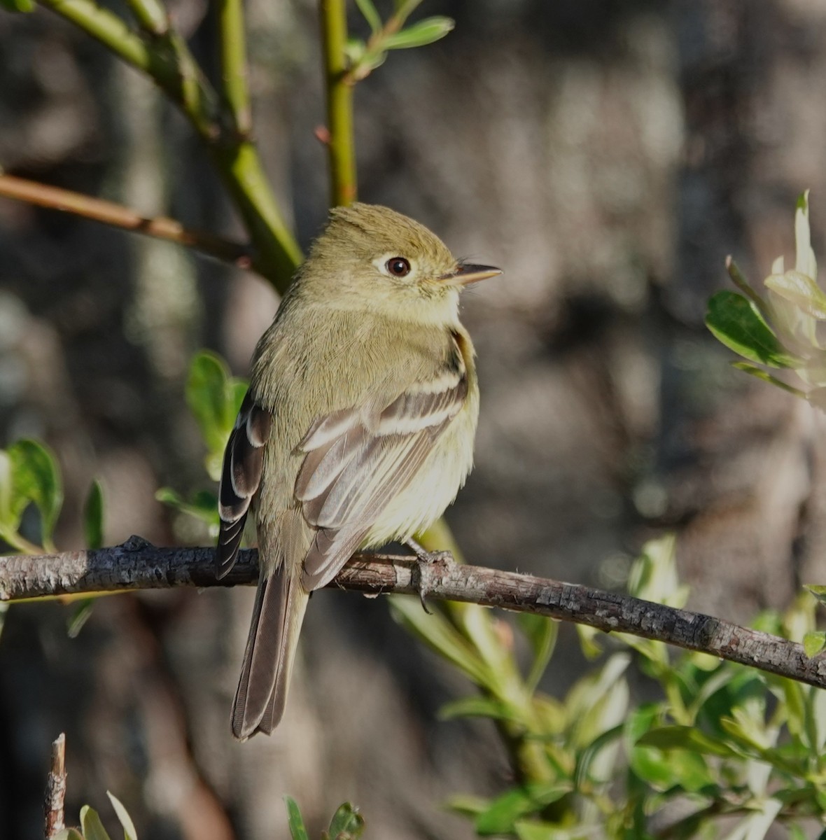 Western Flycatcher - ML616119826