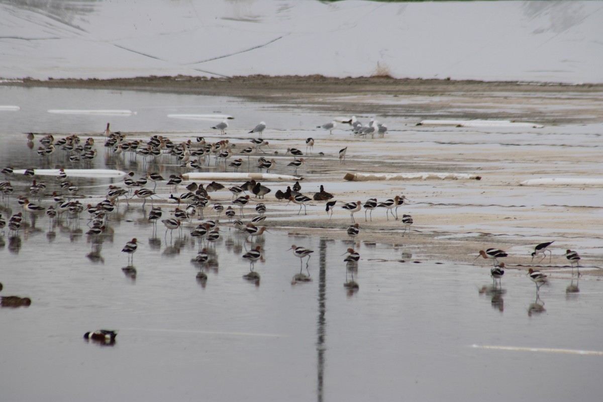 Black-necked Stilt - ML616119837