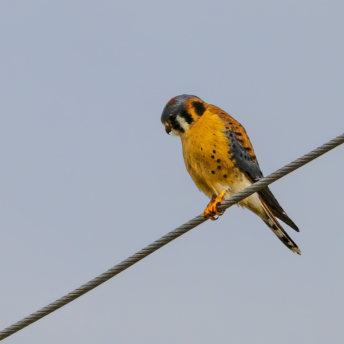 American Kestrel - ML616119839