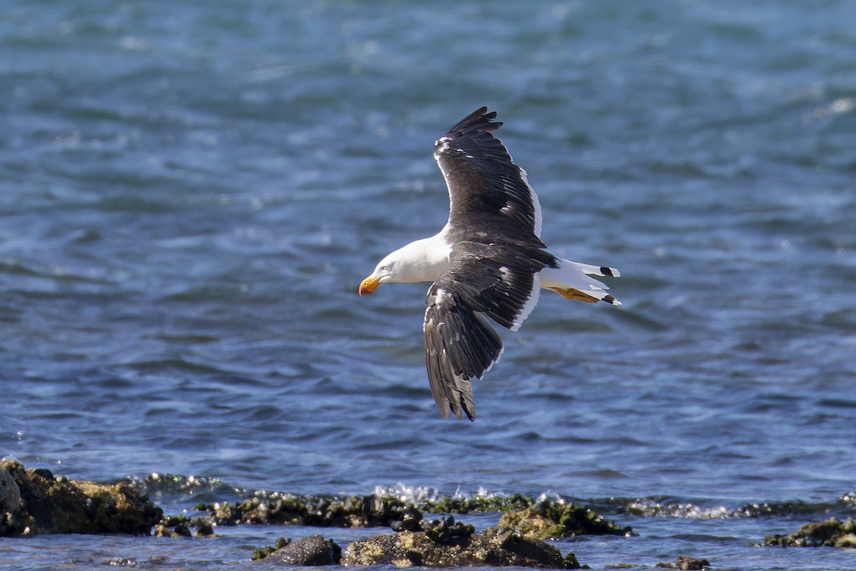 Pacific Gull - Phil Marley
