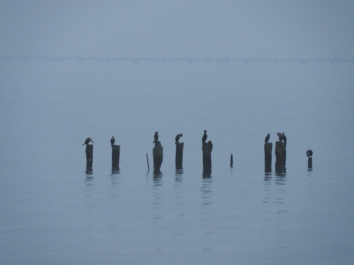 Double-crested Cormorant - ML616119873