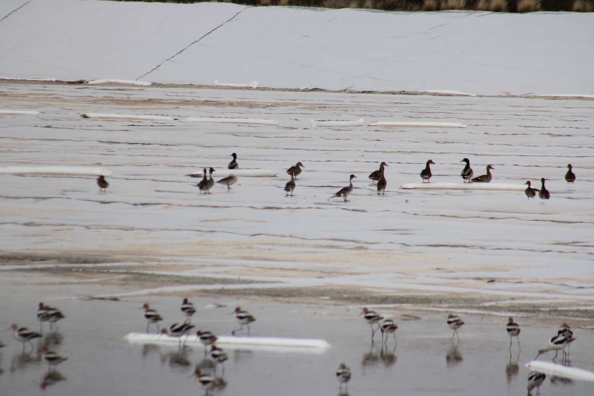 Canard pilet - ML616119900
