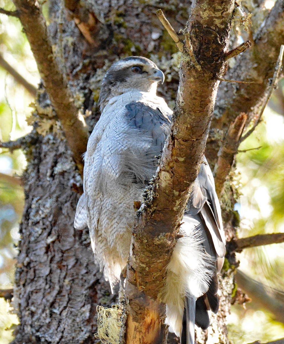 American Goshawk - Michael J Good