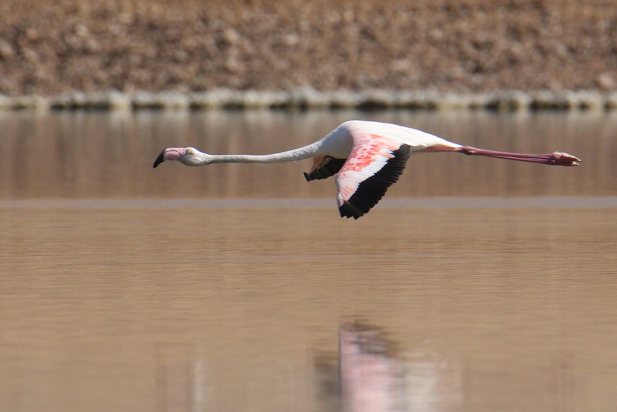 Greater Flamingo - ML616119952