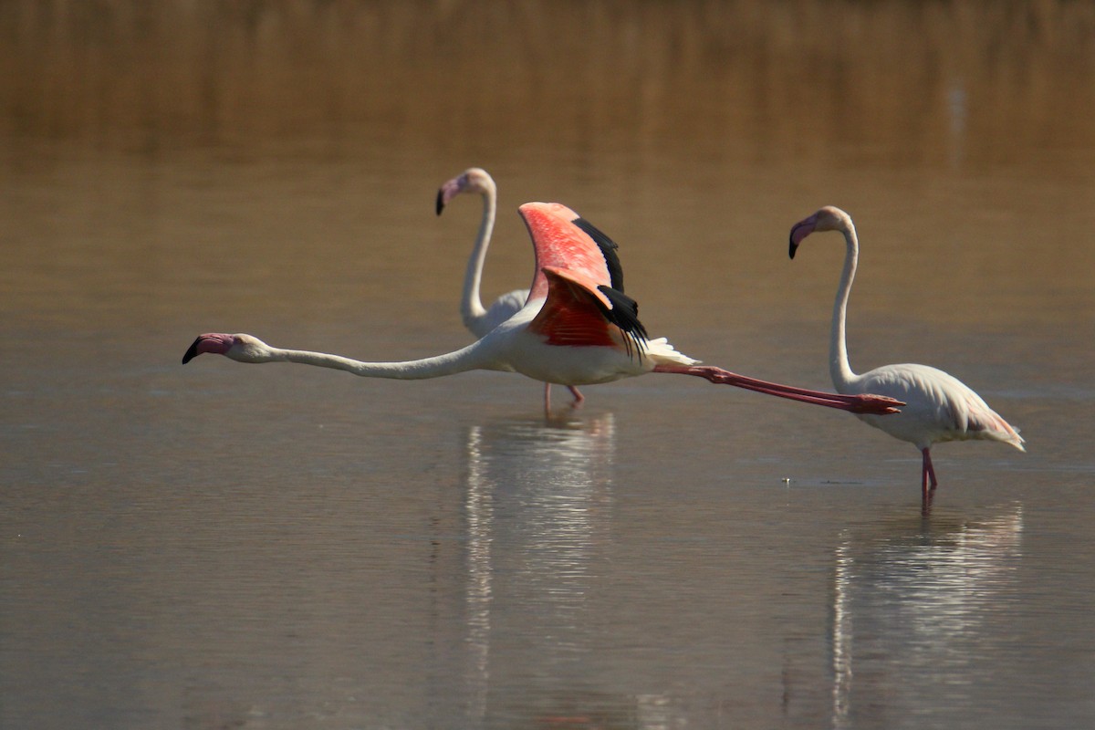 Greater Flamingo - ML616119953