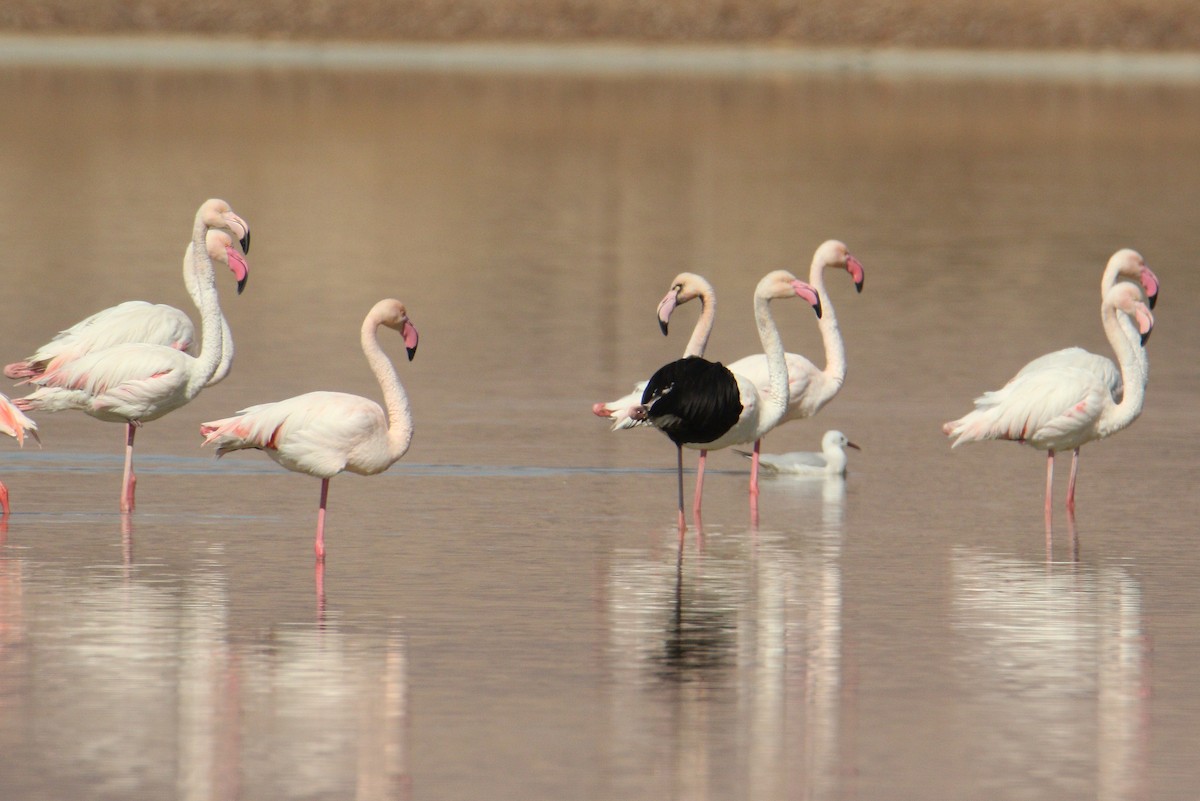 Greater Flamingo - ML616119954
