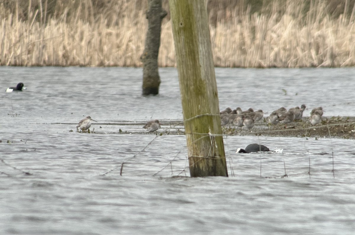 Spotted Redshank - ML616119978