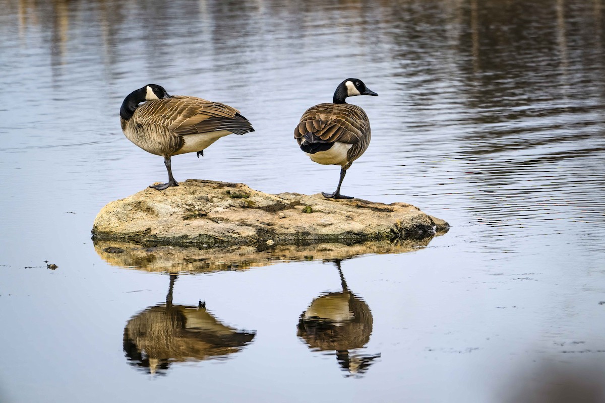 Canada Goose - ML616119982