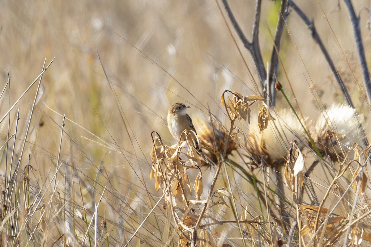 Golden-headed Cisticola - ML616119983