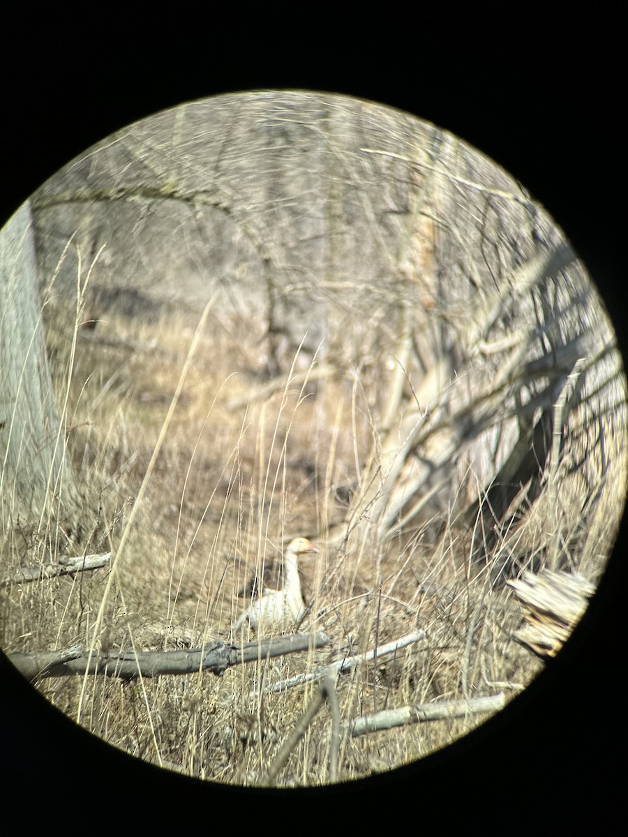 Snow Goose - Anonymous