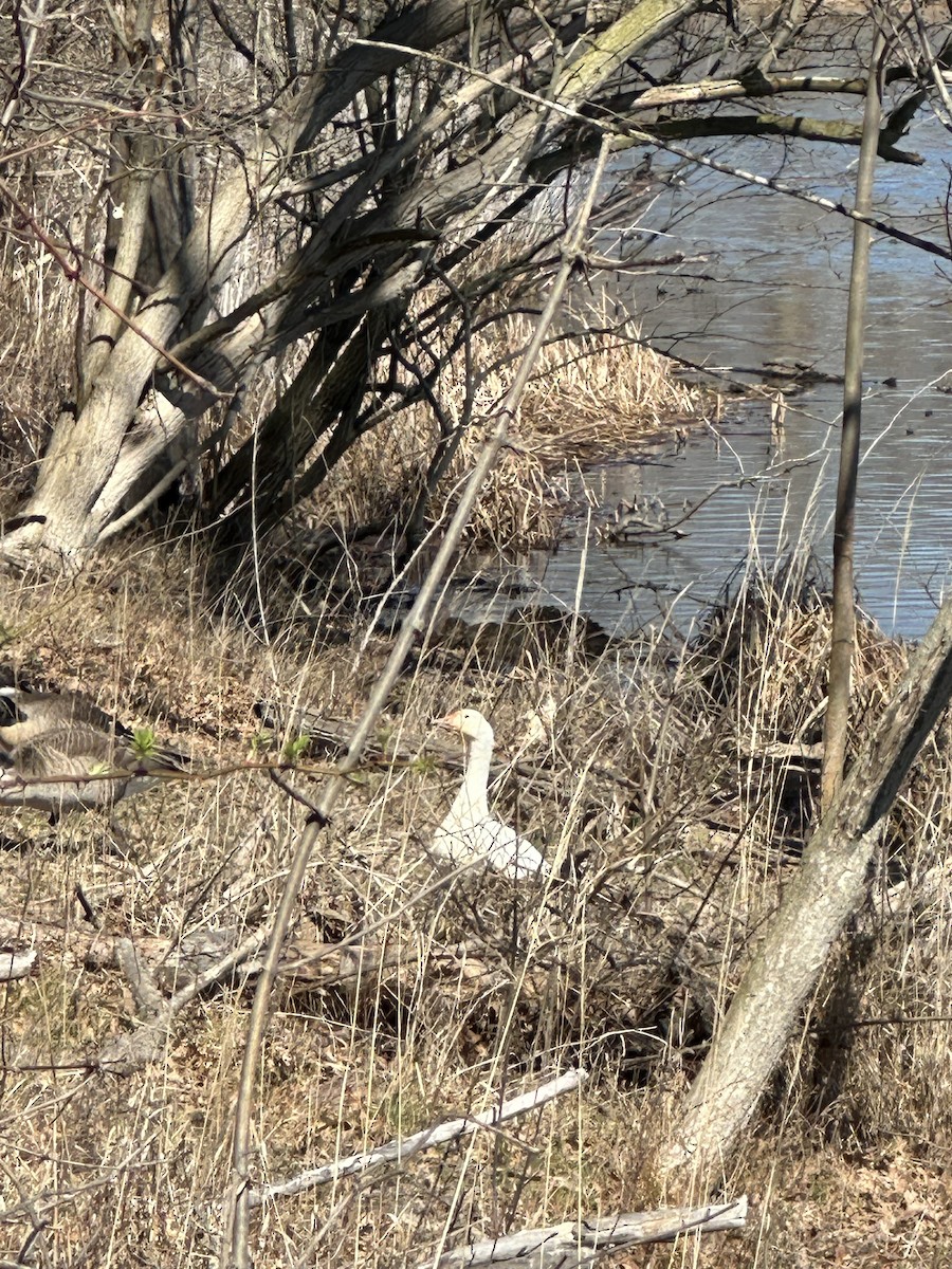 Snow Goose - ML616120021