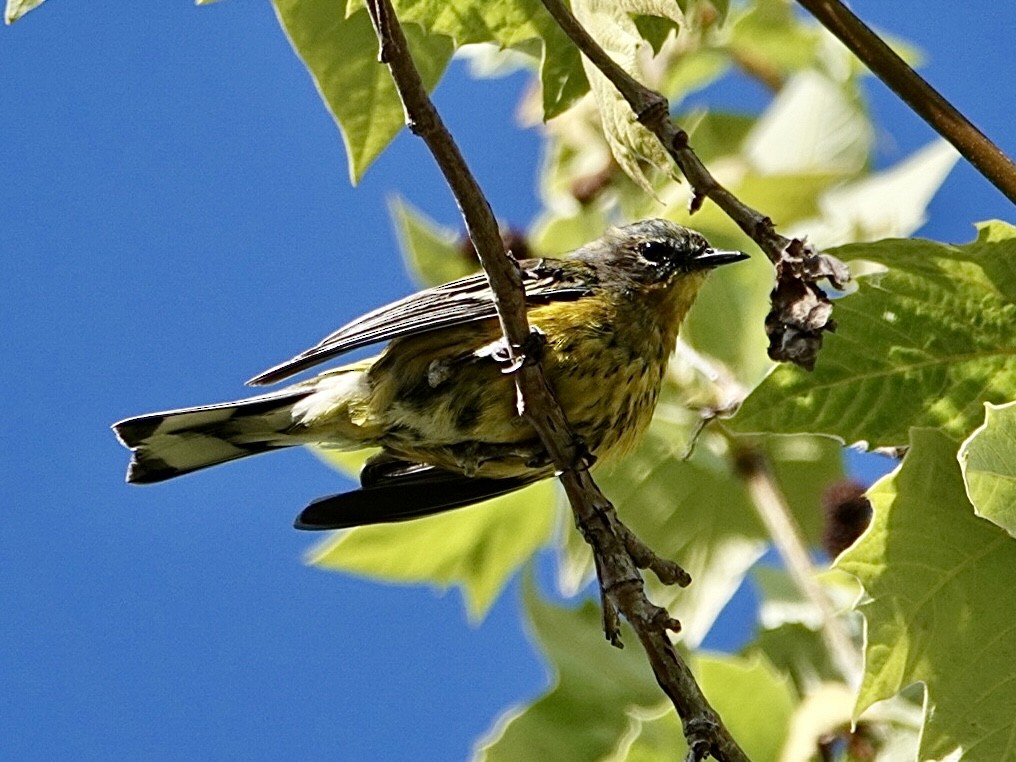 Magnolia x Yellow-rumped Warbler (hybrid) - Brian Daniels