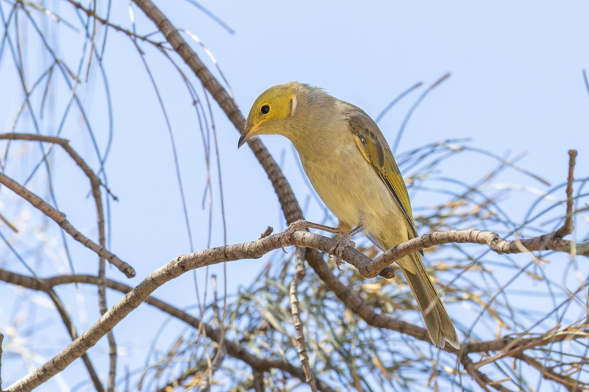 White-plumed Honeyeater - ML616120060