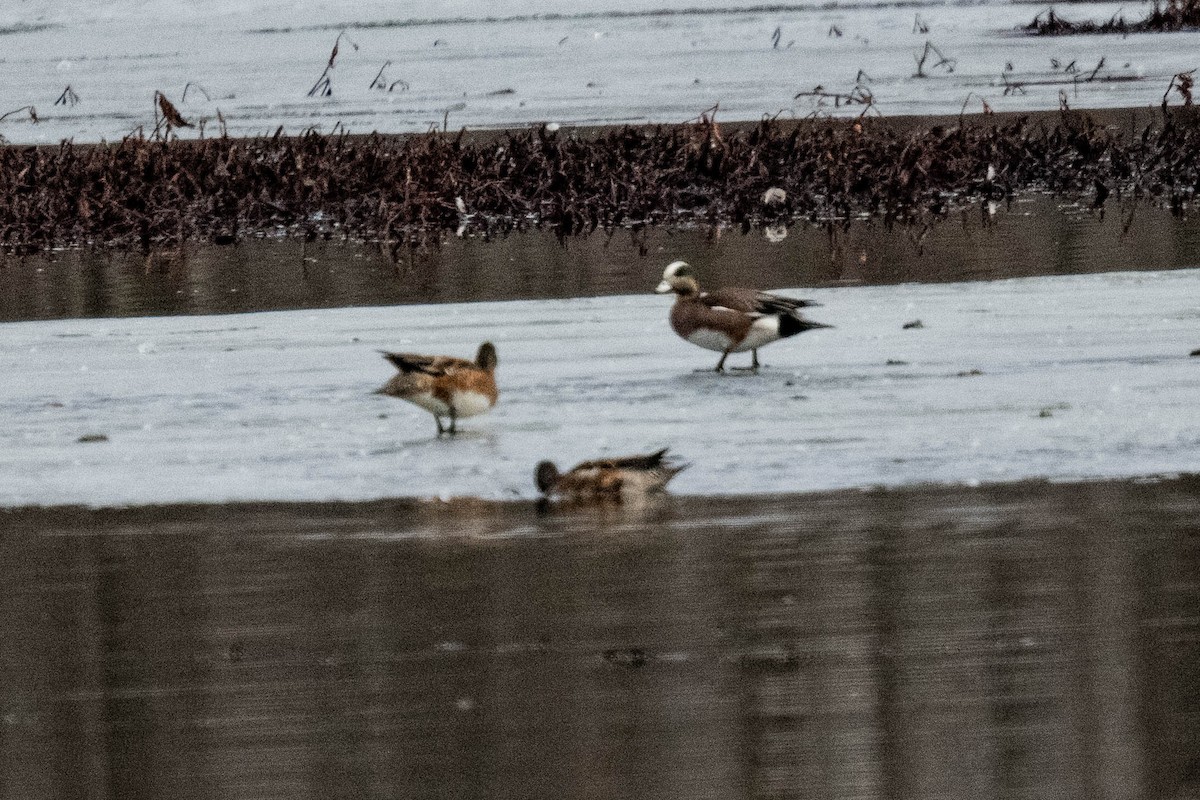 American Wigeon - ML616120067