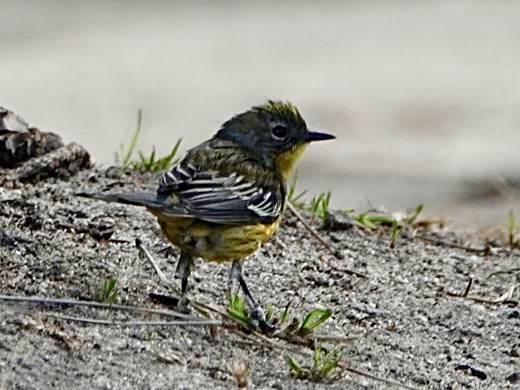 Magnolia x Yellow-rumped Warbler (hybrid) - ML616120076