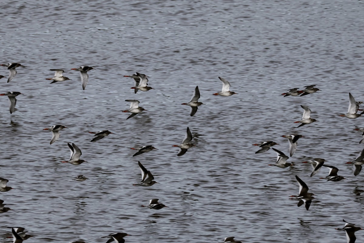 Common Redshank - ML616120101