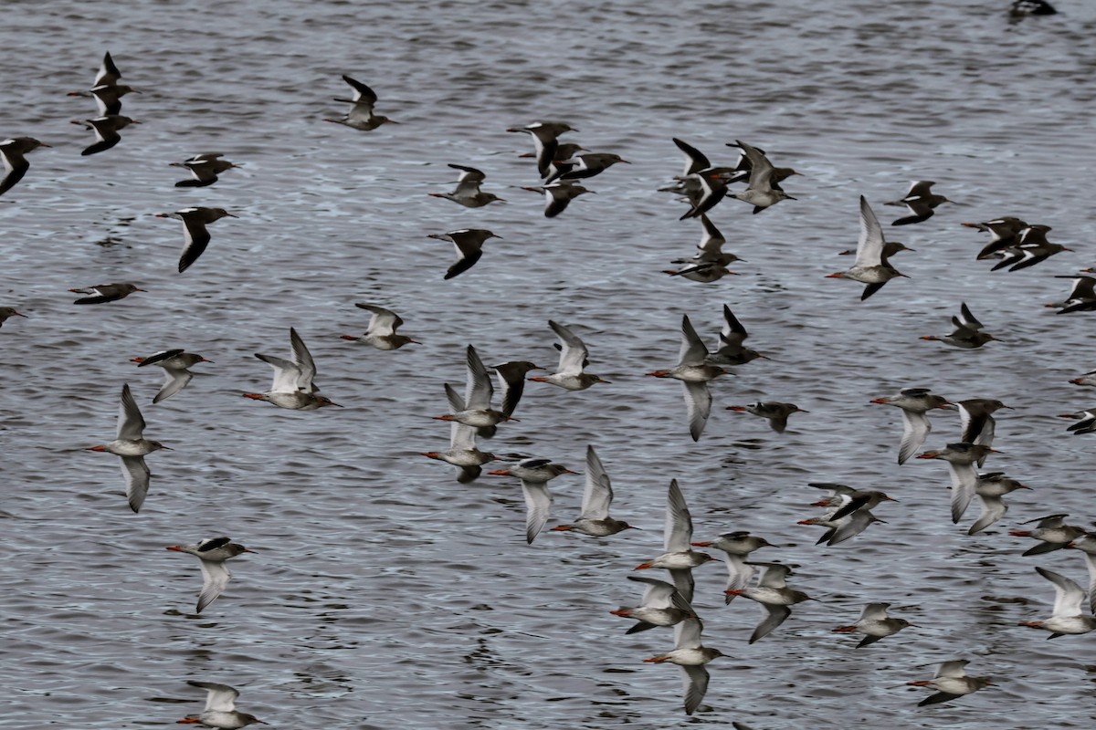 Common Redshank - ML616120102