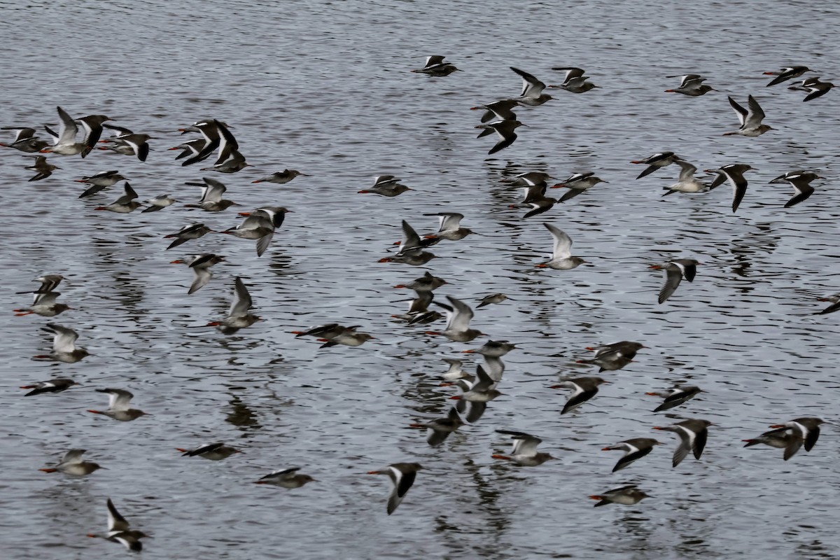 Common Redshank - ML616120104