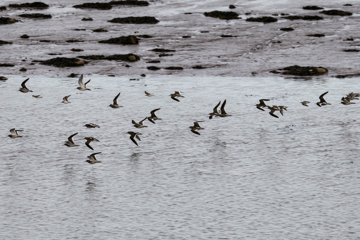 Common Redshank - ML616120106