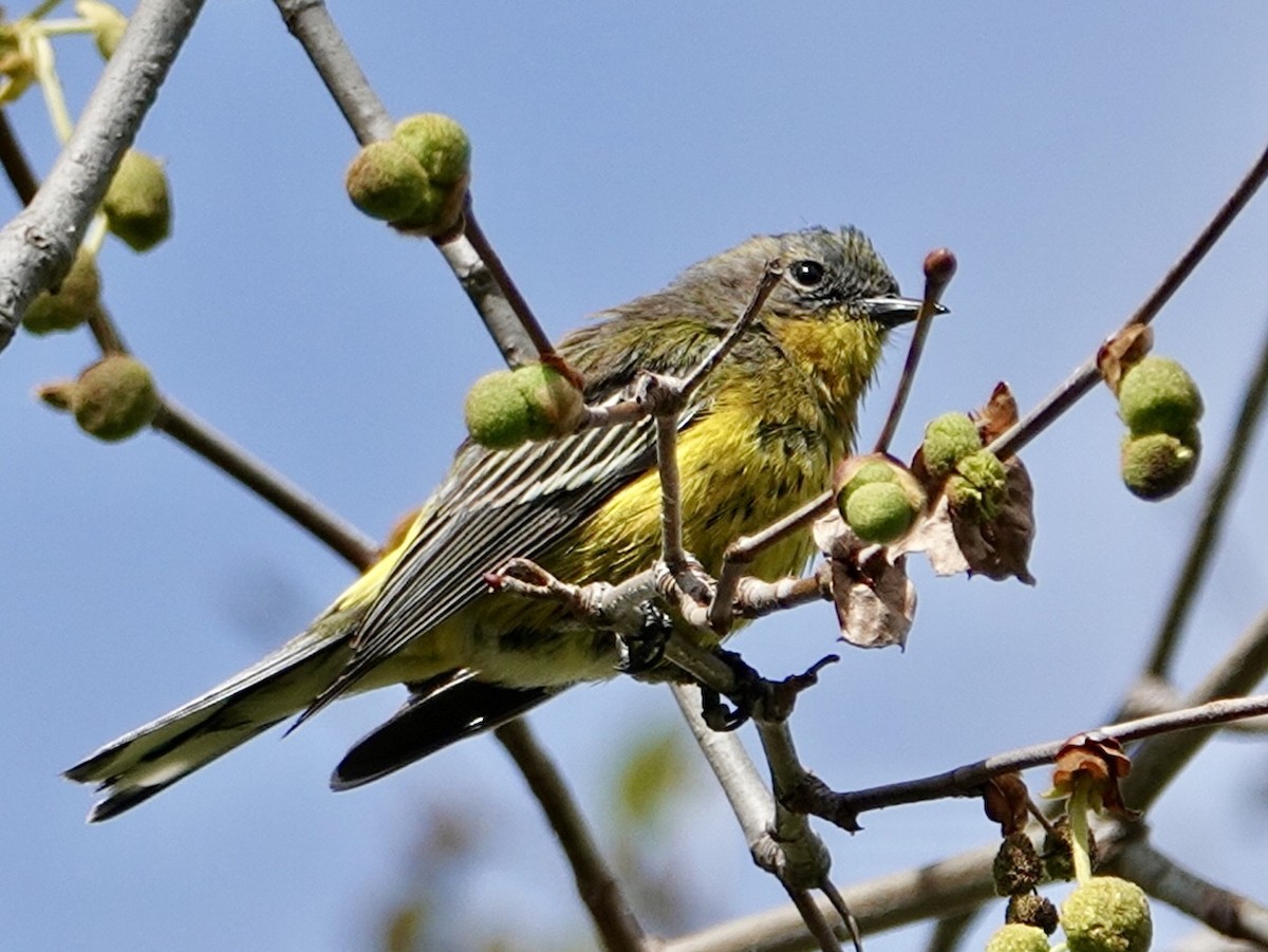 Magnolia x Yellow-rumped Warbler (hybrid) - ML616120117