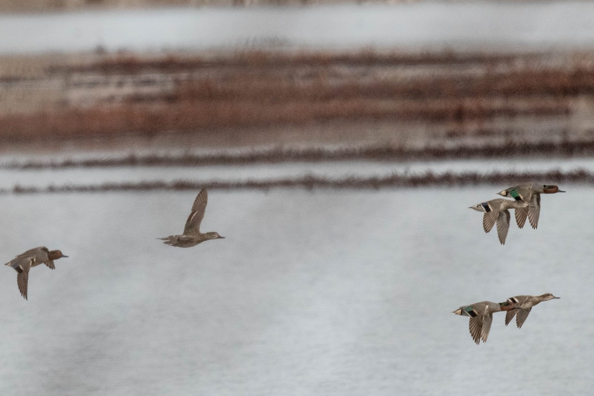 Green-winged Teal - ML616120134