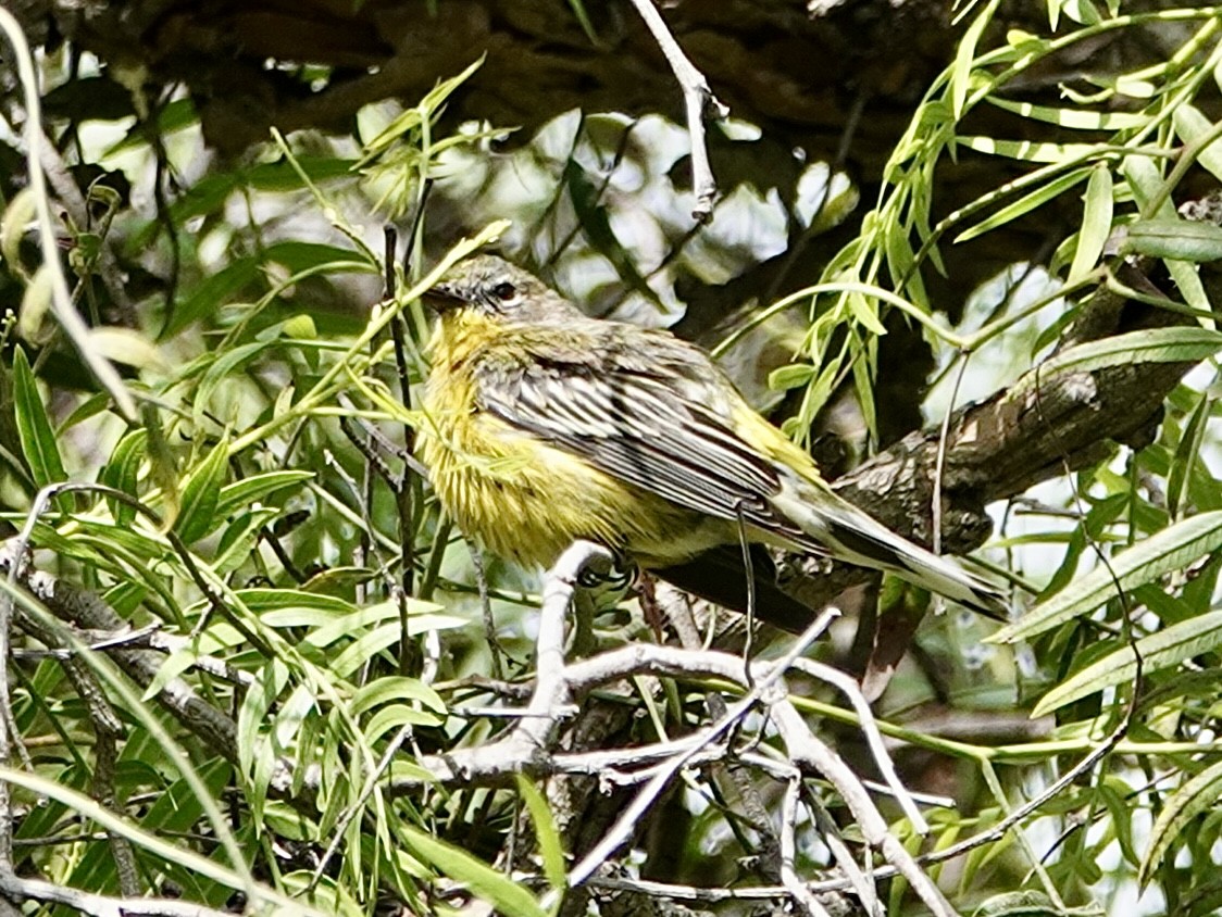 Hybride Paruline à tête cendrée x P. à croupion jaune - ML616120147