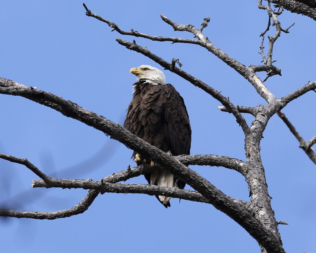 Weißkopf-Seeadler - ML616120197