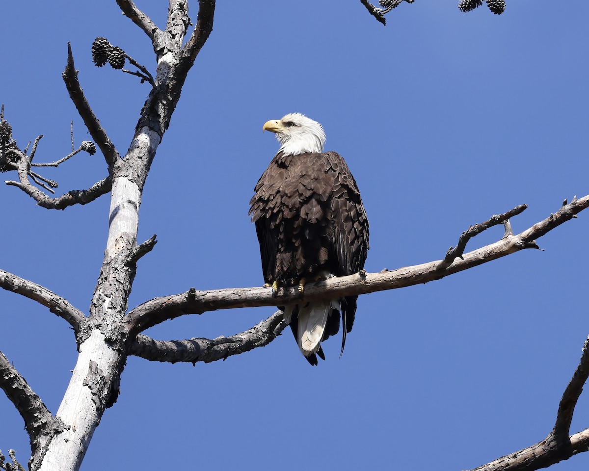 Weißkopf-Seeadler - ML616120199