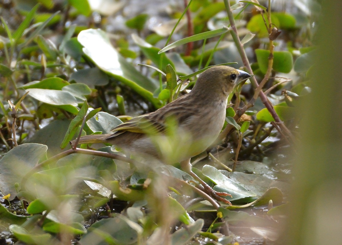 Black-headed Weaver - ML616120229