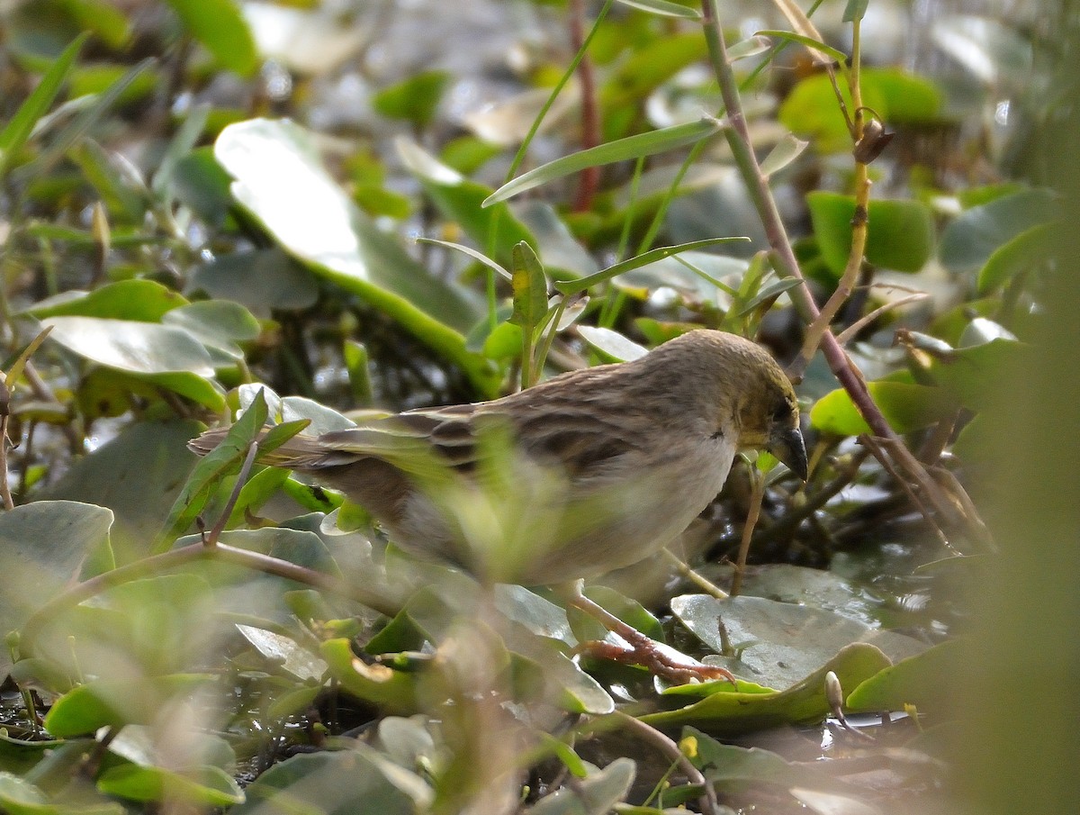 Black-headed Weaver - ML616120230