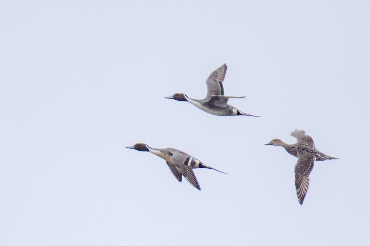 Northern Pintail - ML616120353