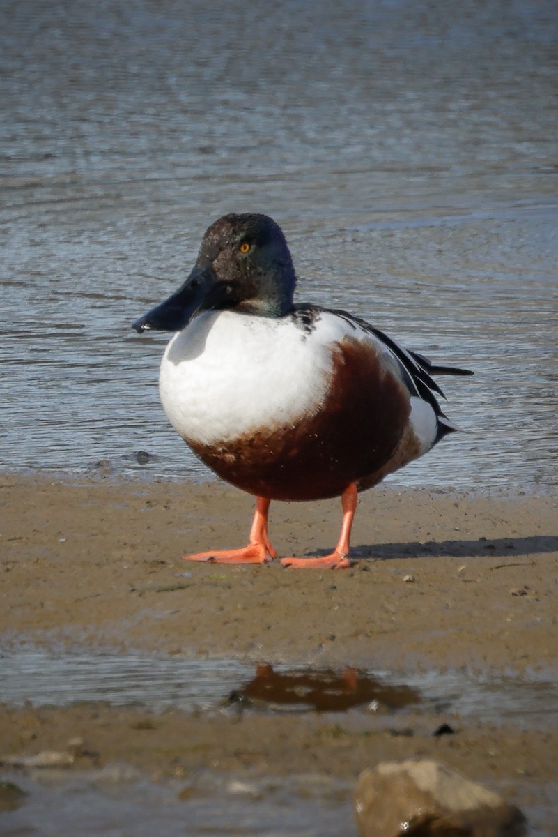 Northern Shoveler - ML616120407