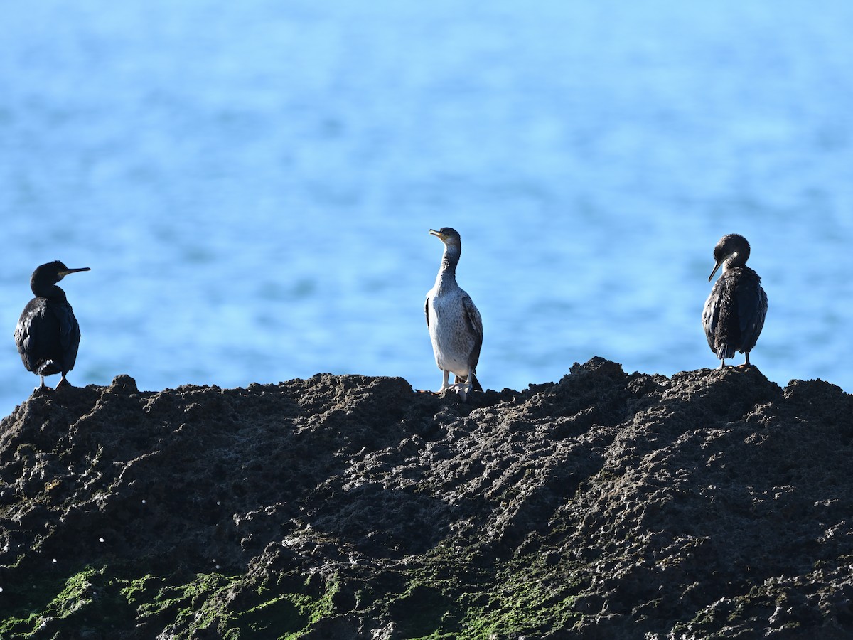 European Shag - ML616120446