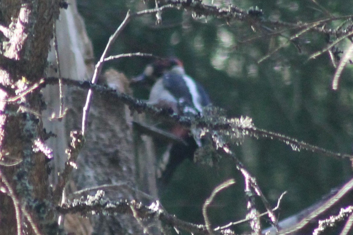 Great Spotted Woodpecker - ML616120455