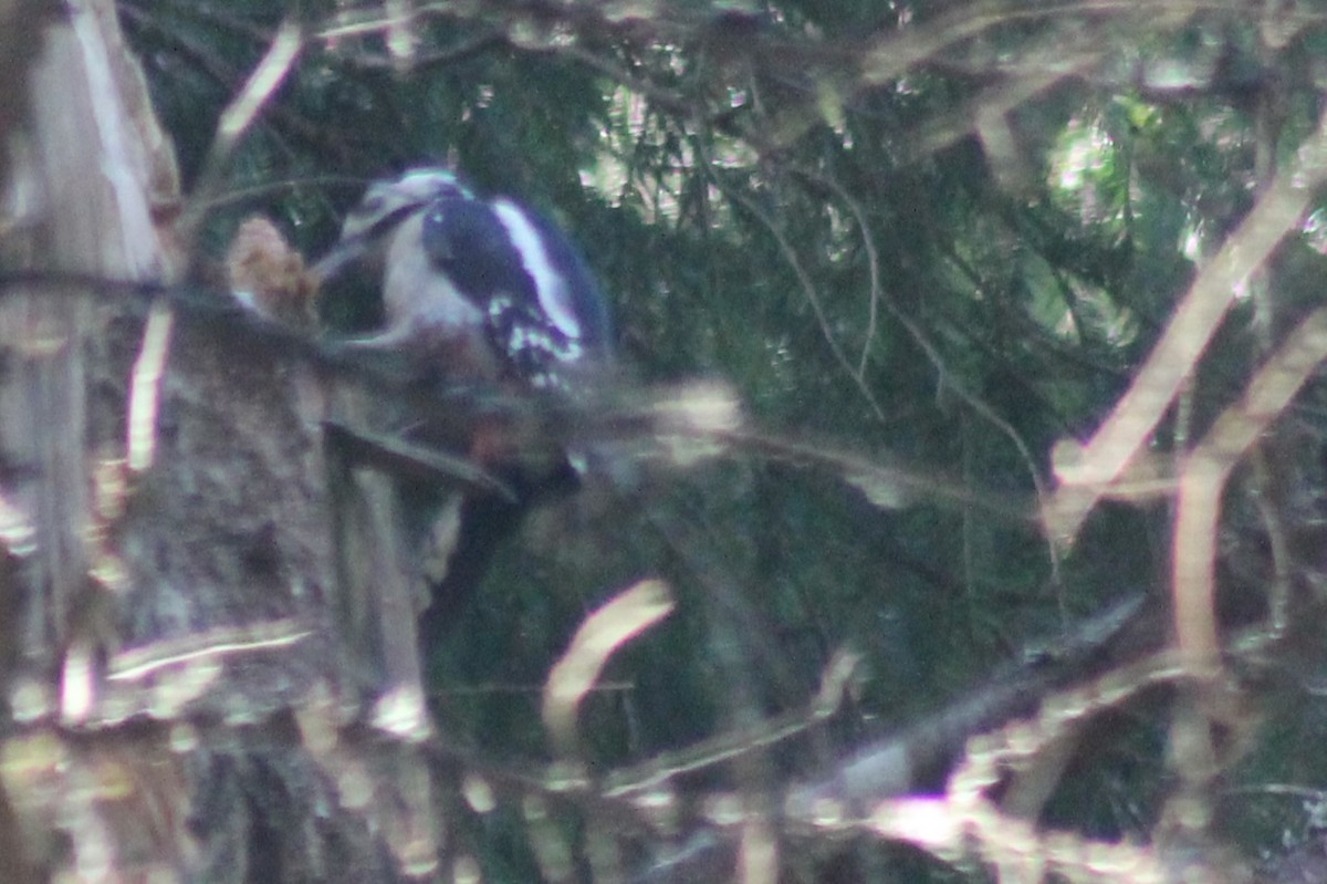 Great Spotted Woodpecker - ML616120456