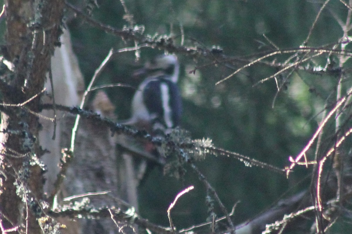 Great Spotted Woodpecker - ML616120457