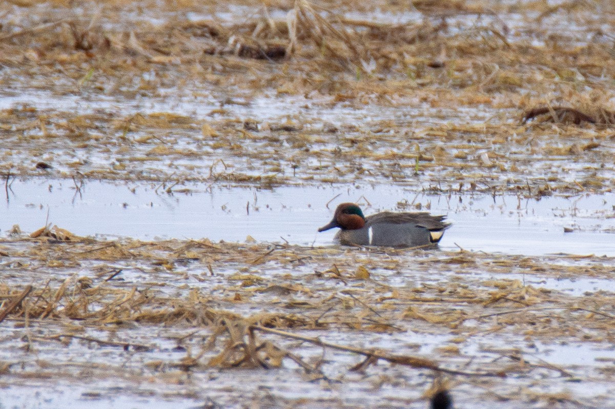 Green-winged Teal - ML616120553