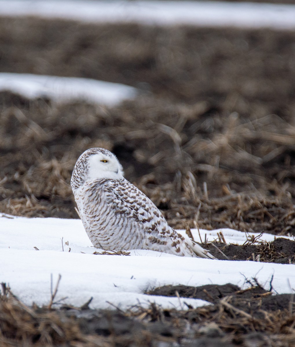 Snowy Owl - ML616120593
