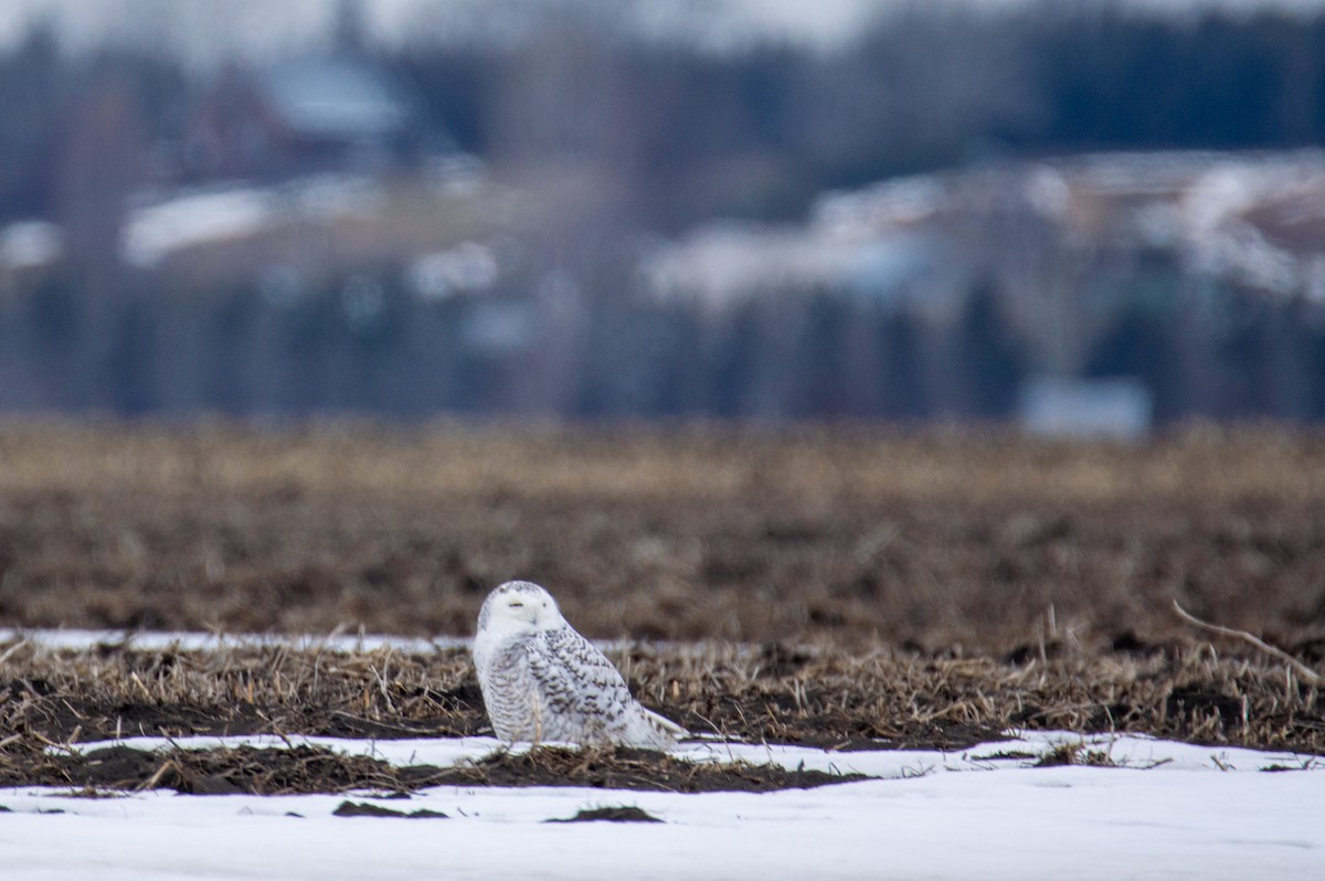 Snowy Owl - Laurent Bédard