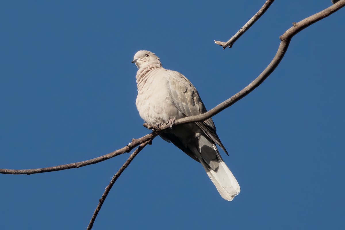 Eurasian Collared-Dove - ML616120605