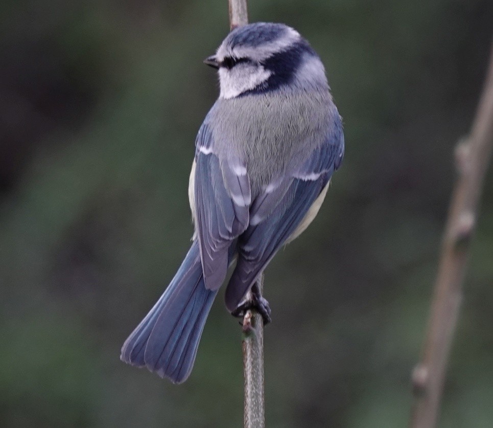 Eurasian Blue Tit - ML616120626