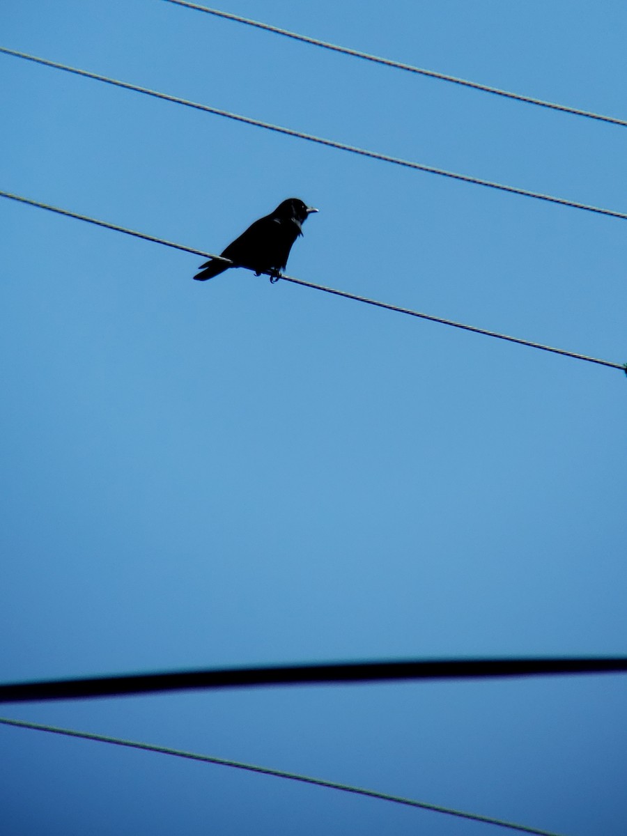 Fish Crow - ML616120653