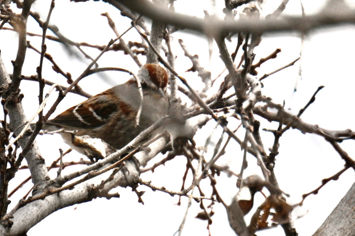 American Tree Sparrow - ML616120655